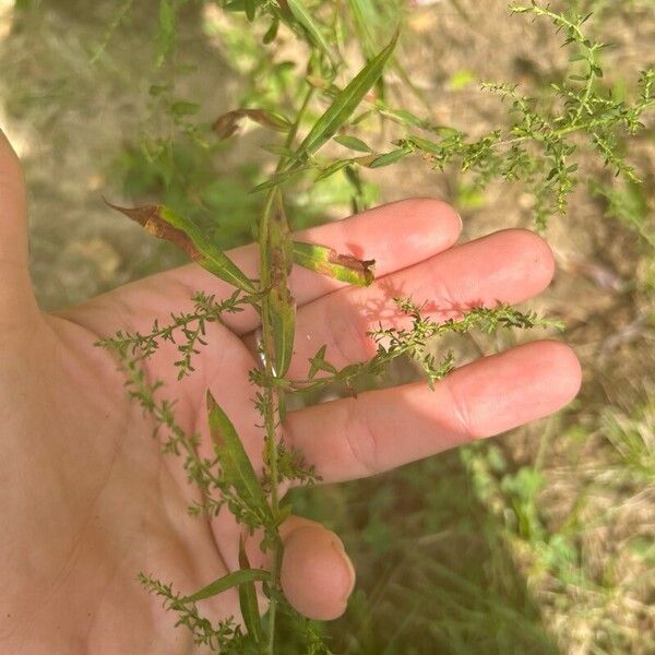 Symphyotrichum lateriflorum Leaf