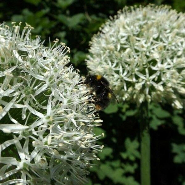 Allium nigrum Blüte