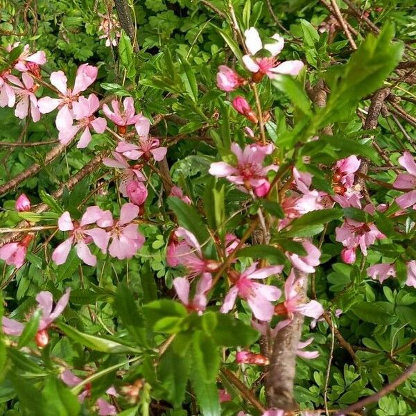 Prunus tenella Квітка