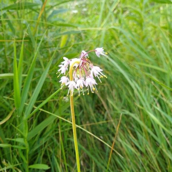 Allium cernuum 花