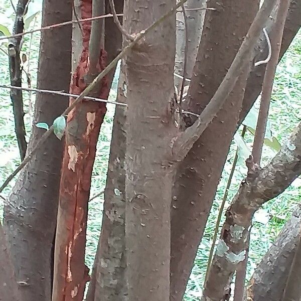 Cotoneaster pannosus Azala