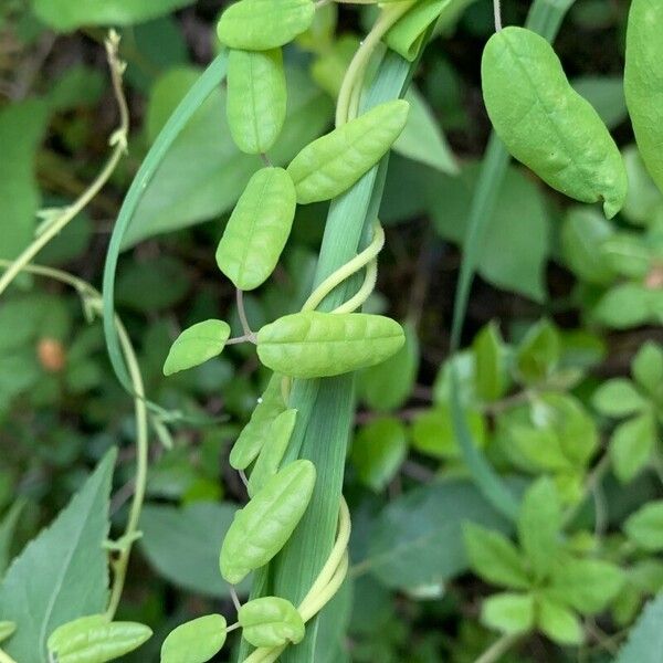 Boquila trifoliolata List