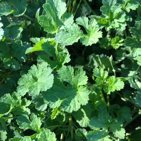 Erodium chium Leaf