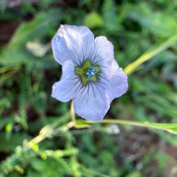 Linum bienne Blomma