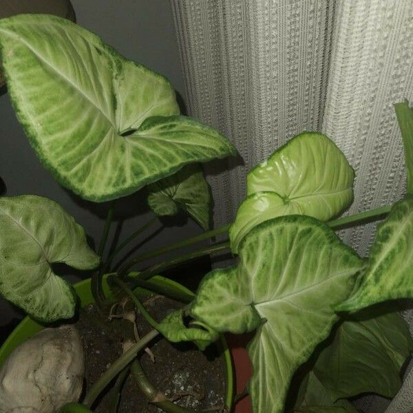 Syngonium podophyllum Blad