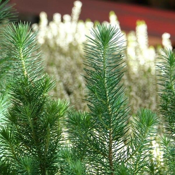 Picea sitchensis পাতা