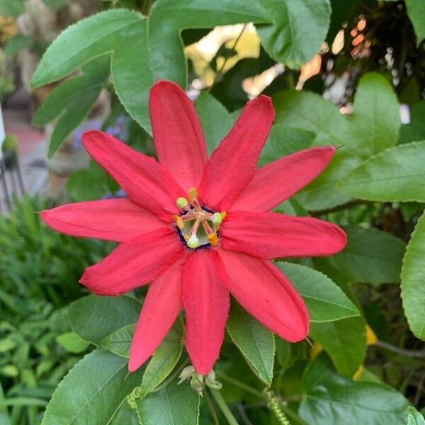 Passiflora manicata Flower