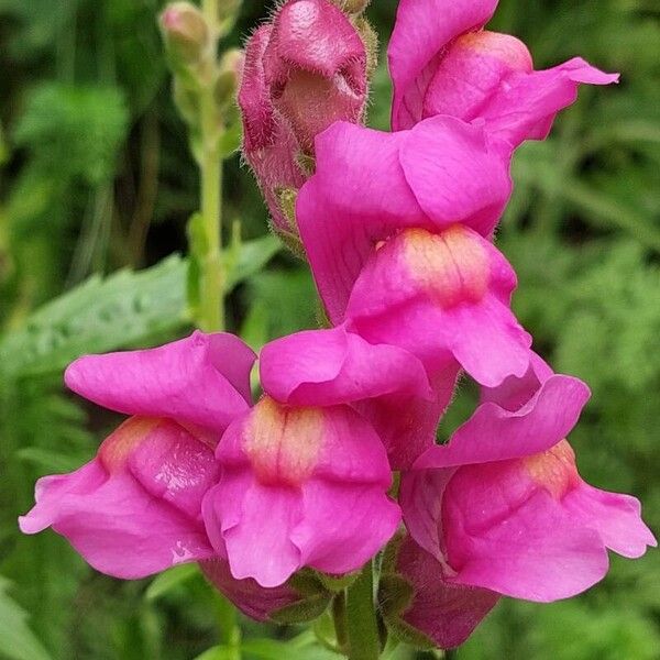 Antirrhinum majus Flor