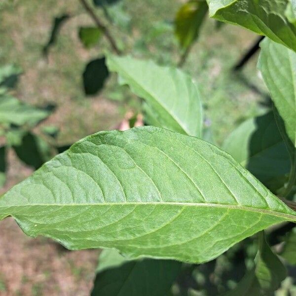 Lycianthes rantonnetii Leaf