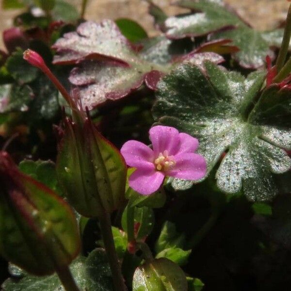 Geranium lucidum പുഷ്പം