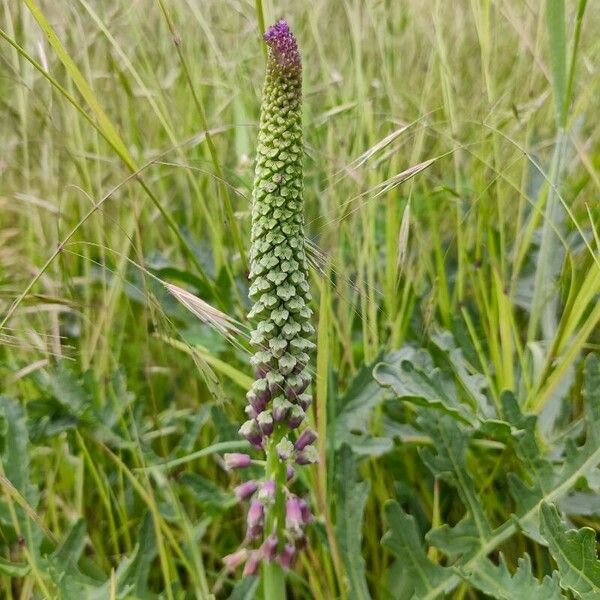 Muscari comosum ফুল