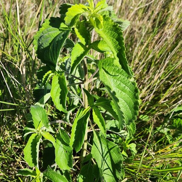 Ocimum gratissimum Fulla