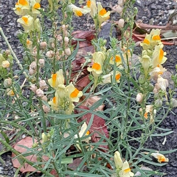 Linaria vulgaris Celota