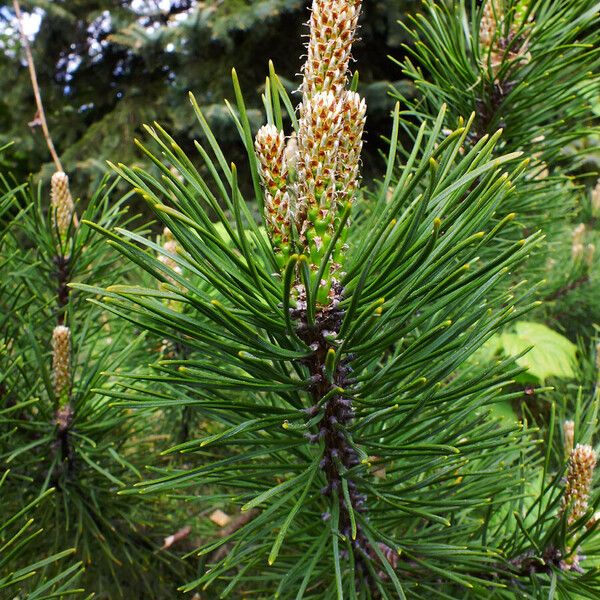 Pinus muricata Frunză
