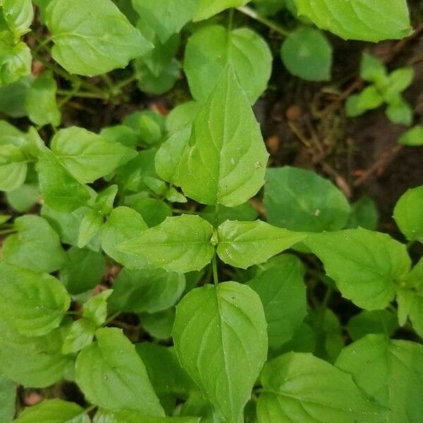 Circaea alpina Liść