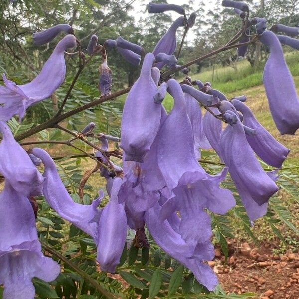 Jacaranda mimosifolia Flors