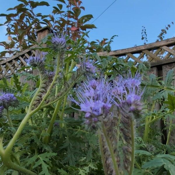 Phacelia tanacetifolia Flors