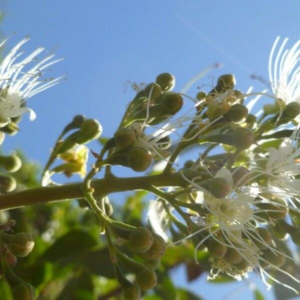 Campomanesia adamantium Flower