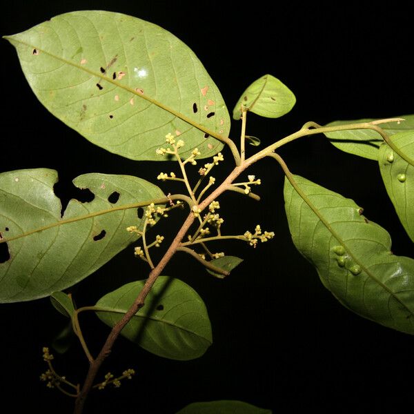 Dendrobangia boliviana Drugo