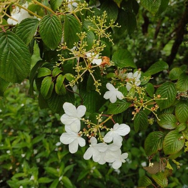 Viburnum plicatum Квітка