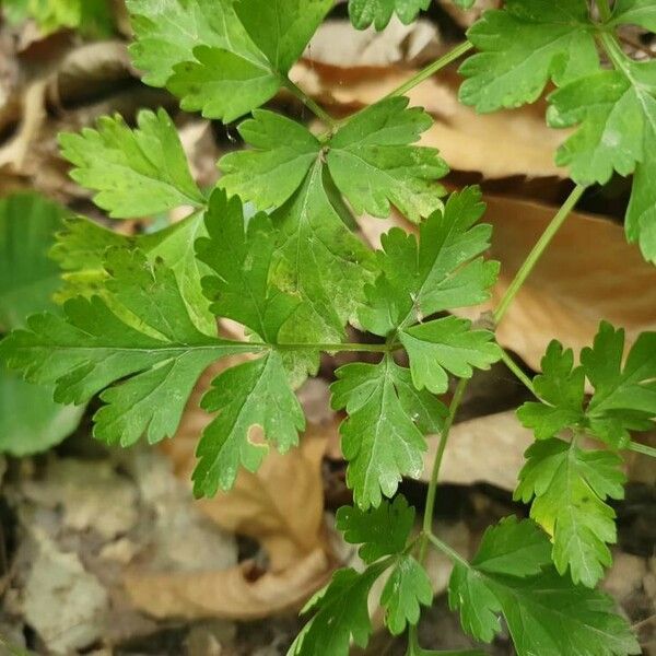 Physospermum cornubiense Leaf