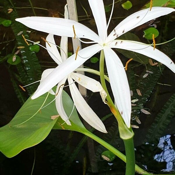 Crinum natans Flower