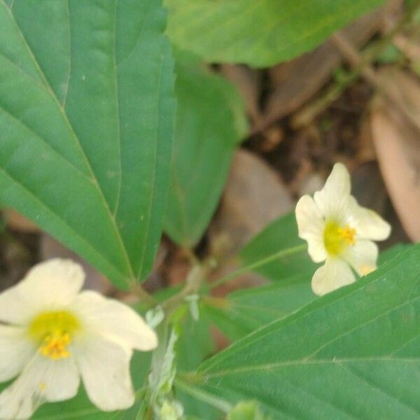 Sida acuta Flower