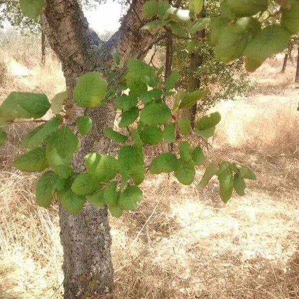 Quercus suber Hoja