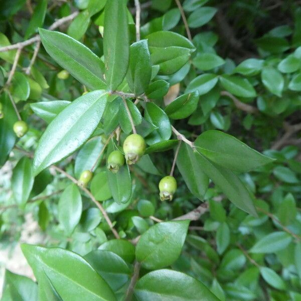 Myrtus communis Foglia