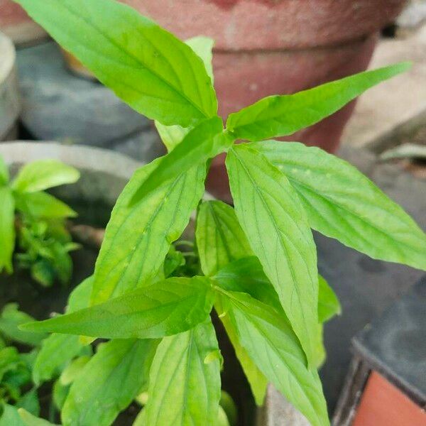 Clinacanthus nutans Лист