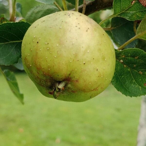 Malus domestica ᱡᱚ