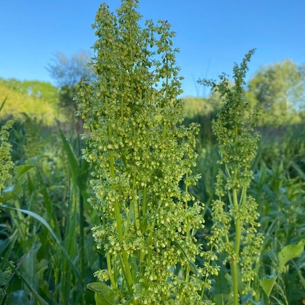 Rumex confertus फूल