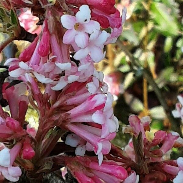 Viburnum × bodnantense Blüte