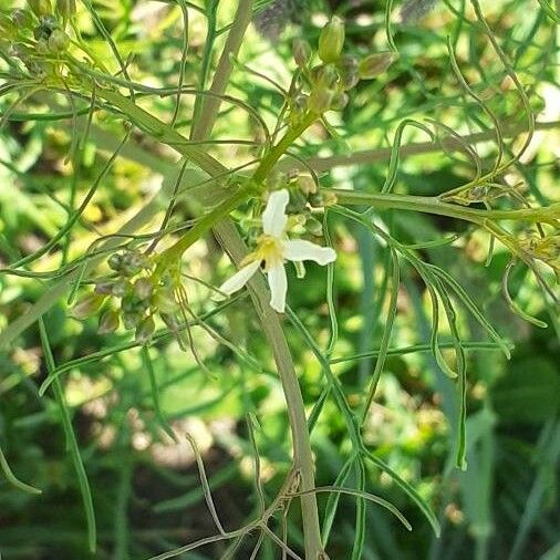 Sisymbrium altissimum Цвят