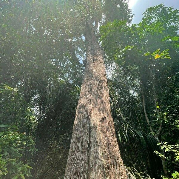 Cyrtophyllum fragrans Bark