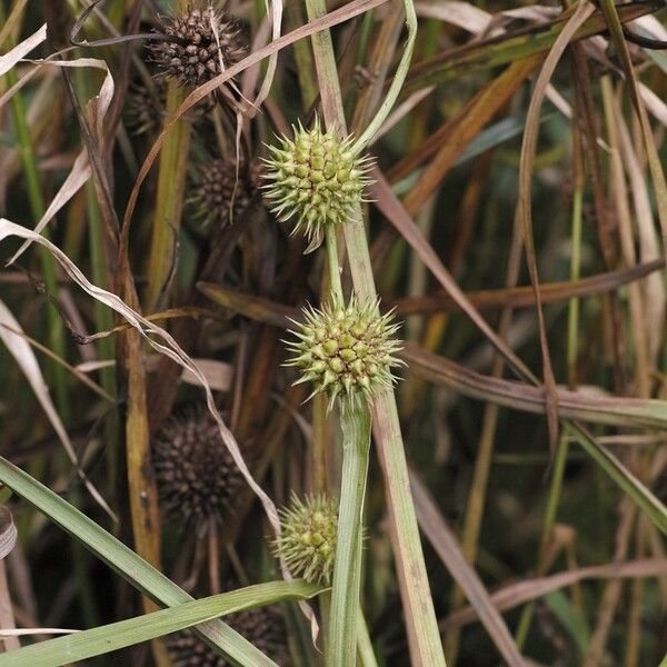 Sparganium americanum Habit