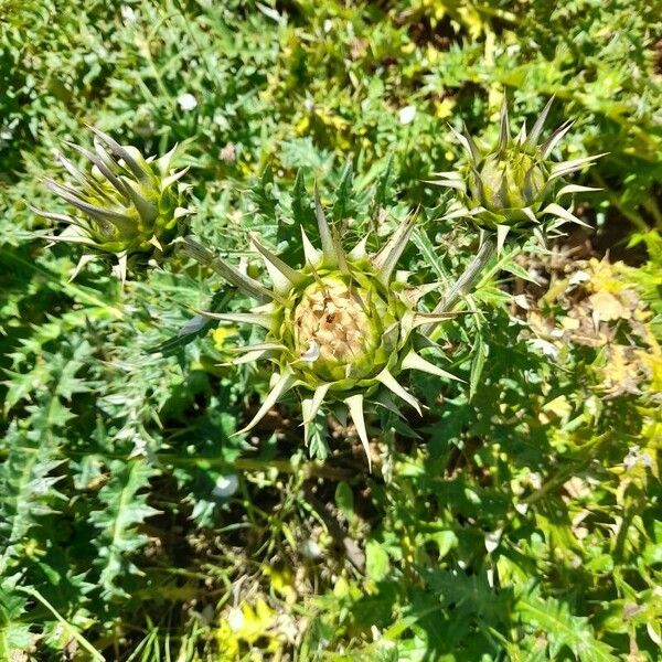 Cynara cornigera Blomst