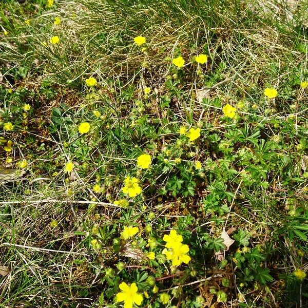 Potentilla verna Habitus