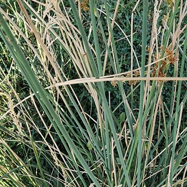 Juncus inflexus Casca