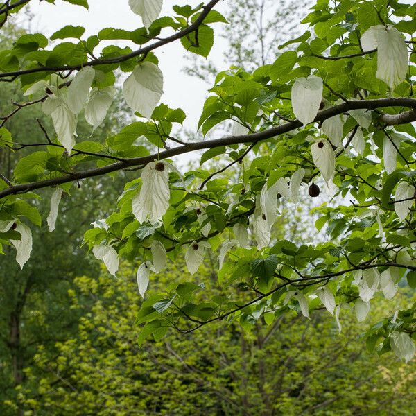 Davidia involucrata Rusca