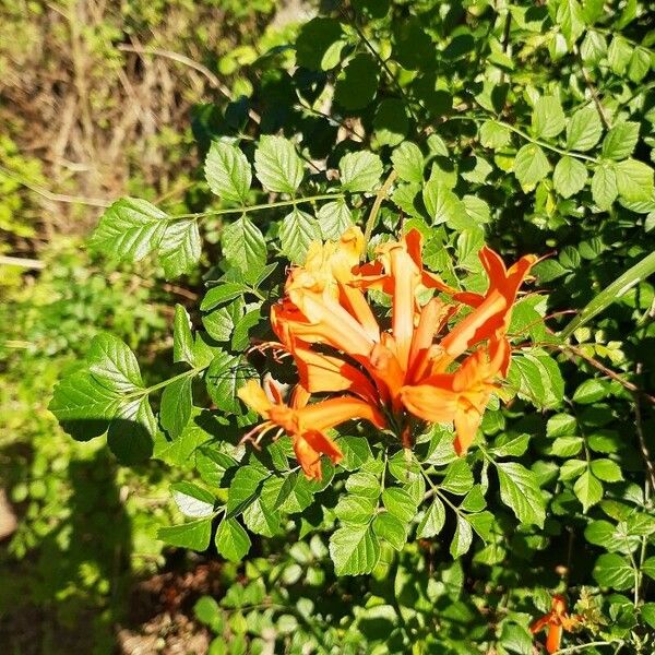 Tecoma capensis Flower