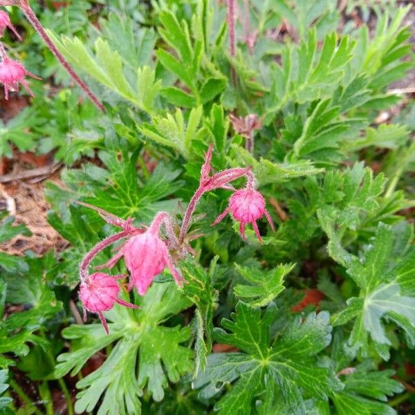 Geum triflorum Fiore