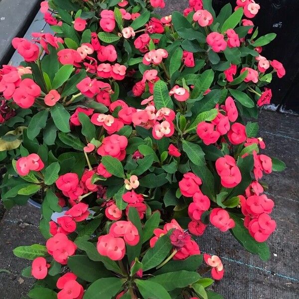 Euphorbia milii Flor