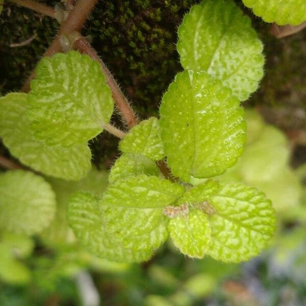 Pilea nummulariifolia Lehti