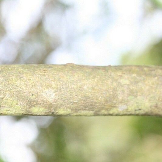 Acalypha integrifolia Bark