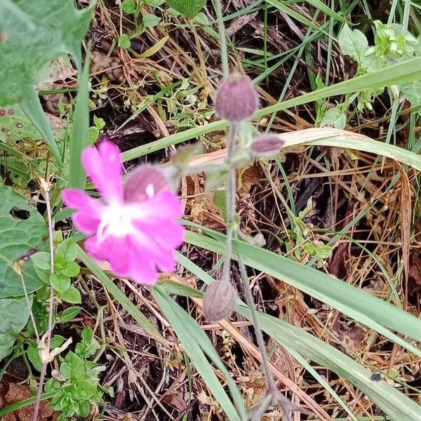 Silene dioica Çiçek