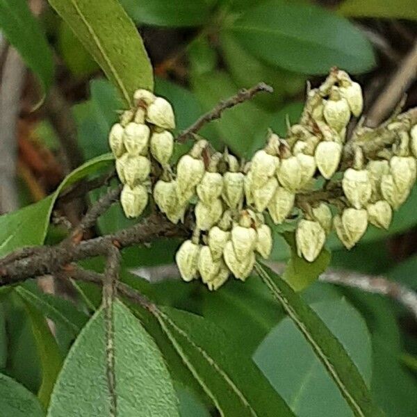 Pieris floribunda 花