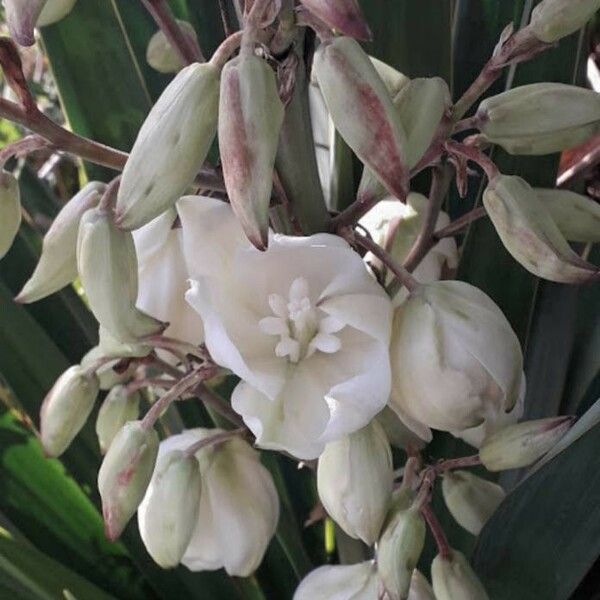 Yucca gloriosa Blomst