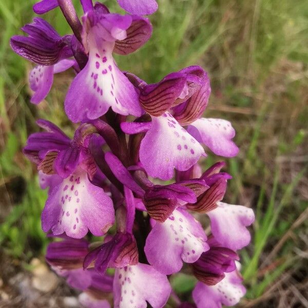 Anacamptis morio 花