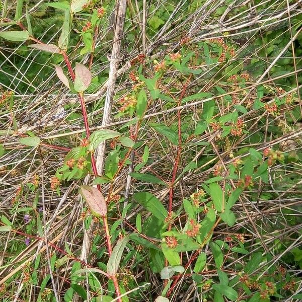 Euphorbia nutans Flower